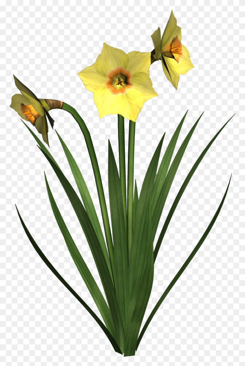 969x1484 Daffodils Free Image Clip Art, Plant, Flower, Blossom HD PNG Download