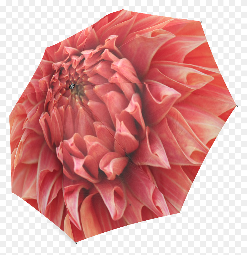 780x808 Dahlia, Plant, Floral Design, Pattern HD PNG Download