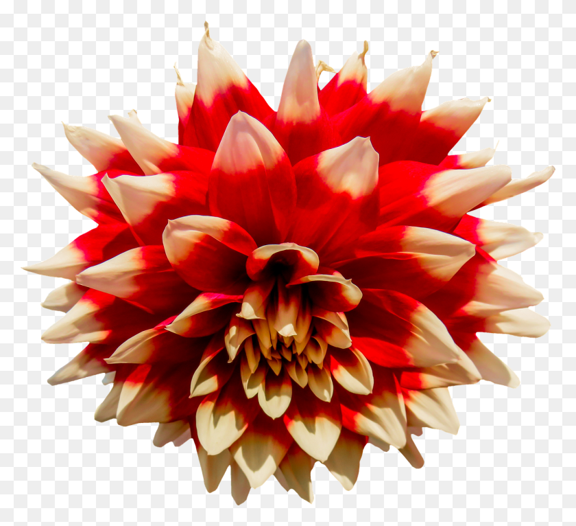 1280x1159 Георгин, Цветок, Растение, Цветение Hd Png Скачать