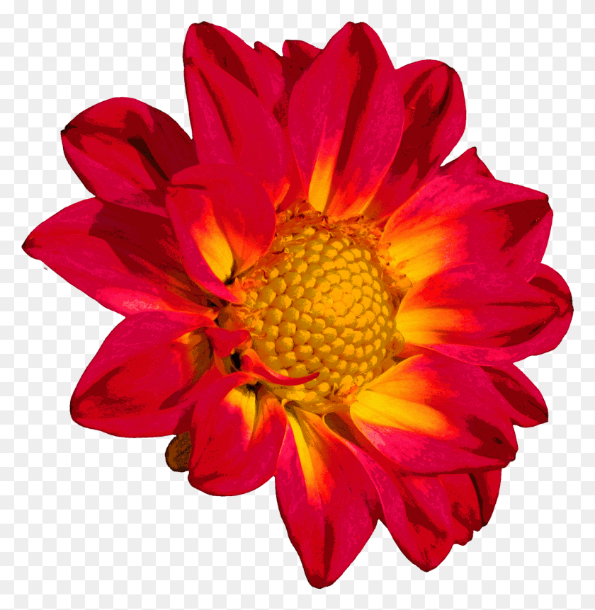 1244x1280 Цветок Георгина Цветение Цветок Изображение Георгина Флер, Растение, Пыльца, Лепесток Hd Png Скачать
