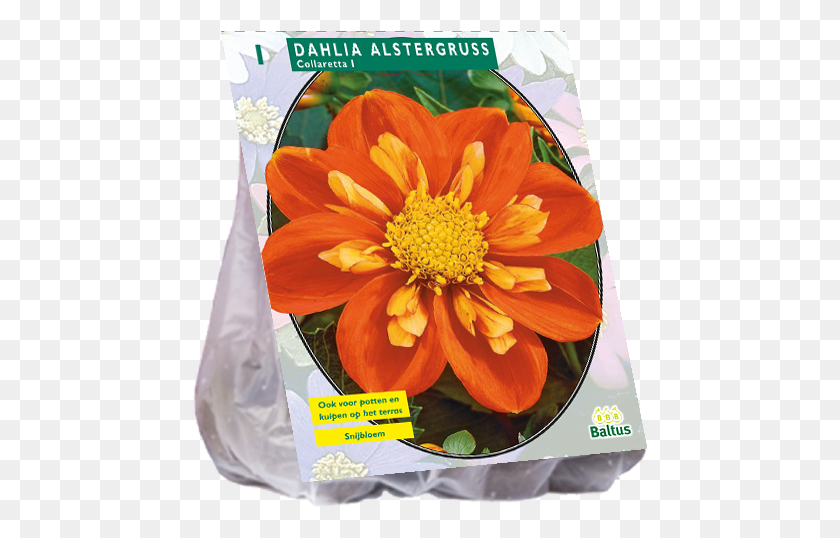 455x478 Dahlia Collarette Alstergruss Dahlia, Plant, Flower, Blossom HD PNG Download