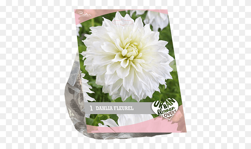 411x440 Descargar Png Dahlia Fleurel Por 1 Urban Flowers Dalia, Flor, Planta, Flor Hd Png
