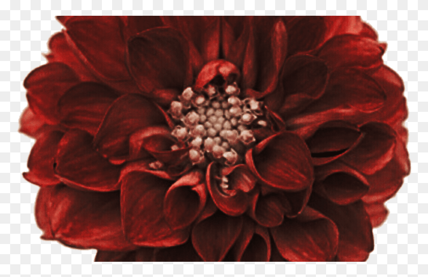 791x492 Dahlia Flowers Im Starting A New Plant Society Common Zinnia, Flower, Blossom, Sunglasses HD PNG Download