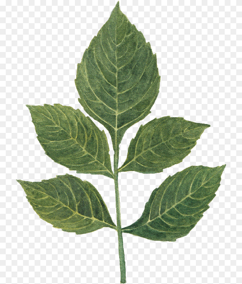 Dahlia Leaf By We Studio Mint Leaf, Plant Sticker PNG