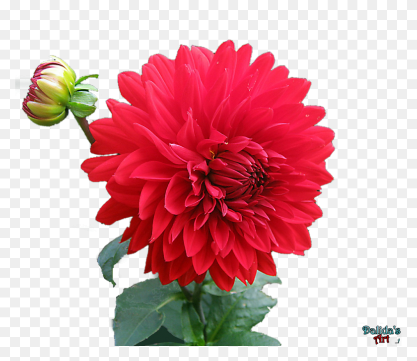 949x813 Георгин Природа Любовь Изображения, Цветок, Растение, Цветение Hd Png Скачать
