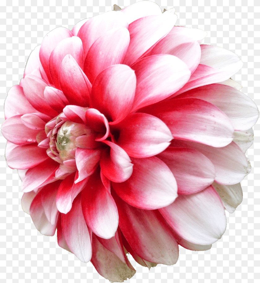 1087x1181 Dahlia Picture Clipart Red Dahlia Flower, Plant, Rose Sticker PNG