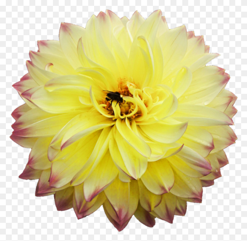 853x834 Георгин На Прозрачном Фоне Полупрозрачный Цветок, Растение, Цветение, Медоносная Пчела Png Скачать