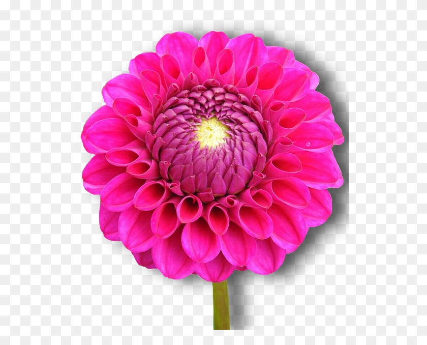 532x618 Dahlia Pink Flower Isolated Dahlia, Flower, Plant, Blossom HD PNG Download
