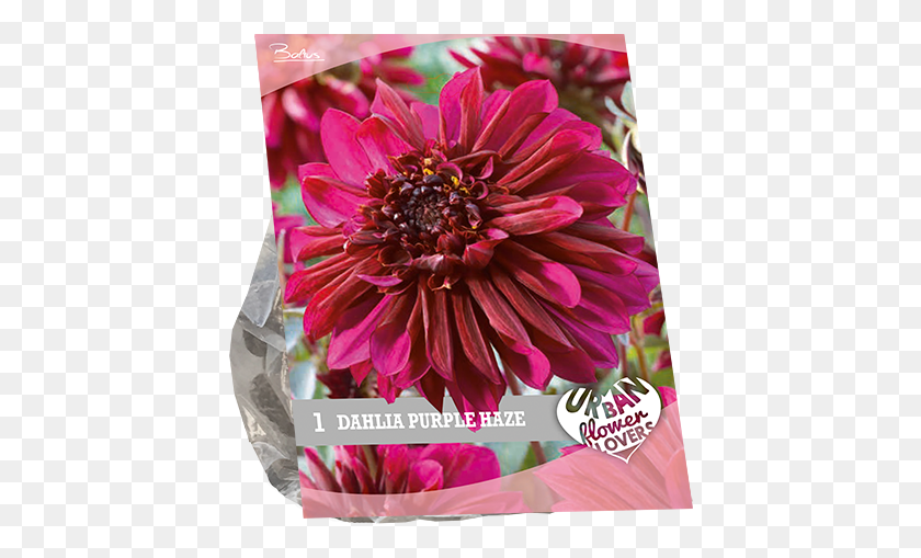 424x449 Dahlia Purple Haze Per 1 Urban Flowers Barberton Daisy, Flower, Plant, Blossom HD PNG Download