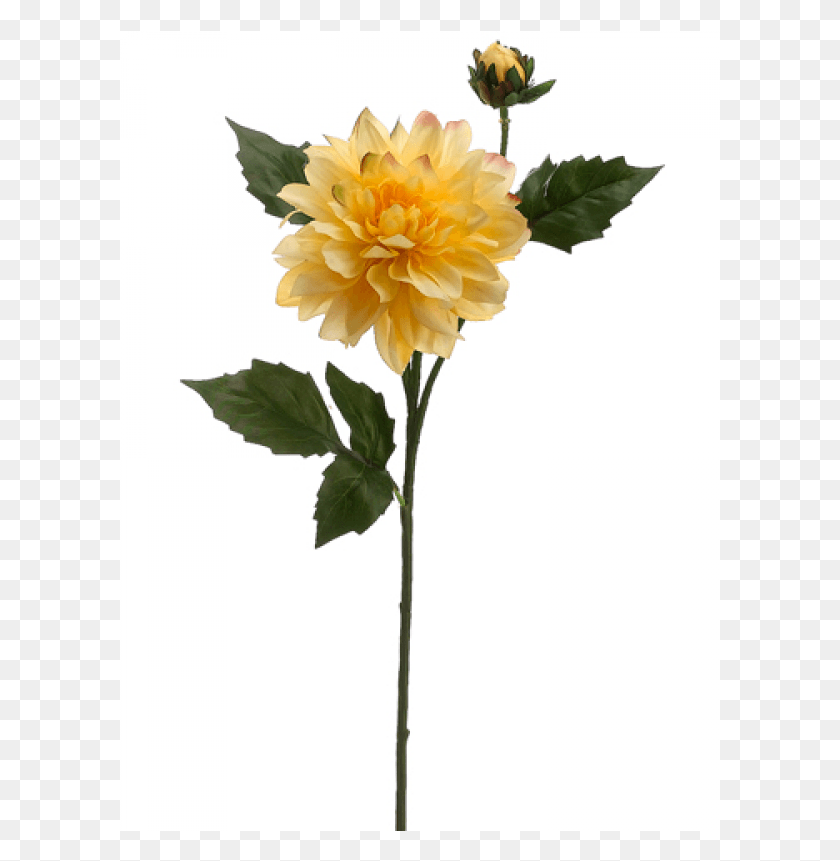 601x801 Dahlia Spray With 1 Flower And 1 Bud Yellow Chrysanths, Plant, Blossom, Petal Descargar Hd Png