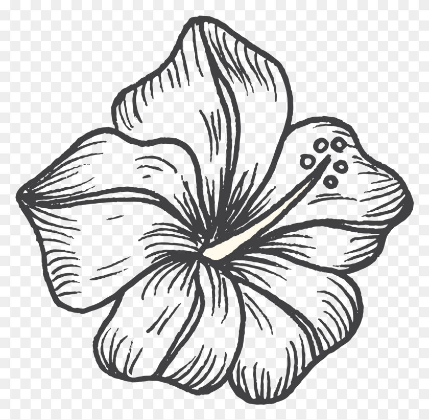 1542x1506 Daily Programs Hawaiian Hibiscus, Plant, Flower, Blossom HD PNG Download