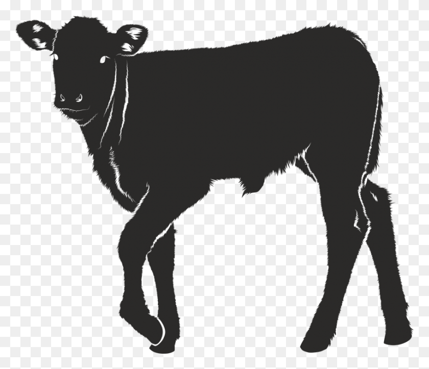 847x720 Dairy Cattle Calf Ox Silhouette Silhouette Veau, Mammal, Animal, Sheep HD PNG Download