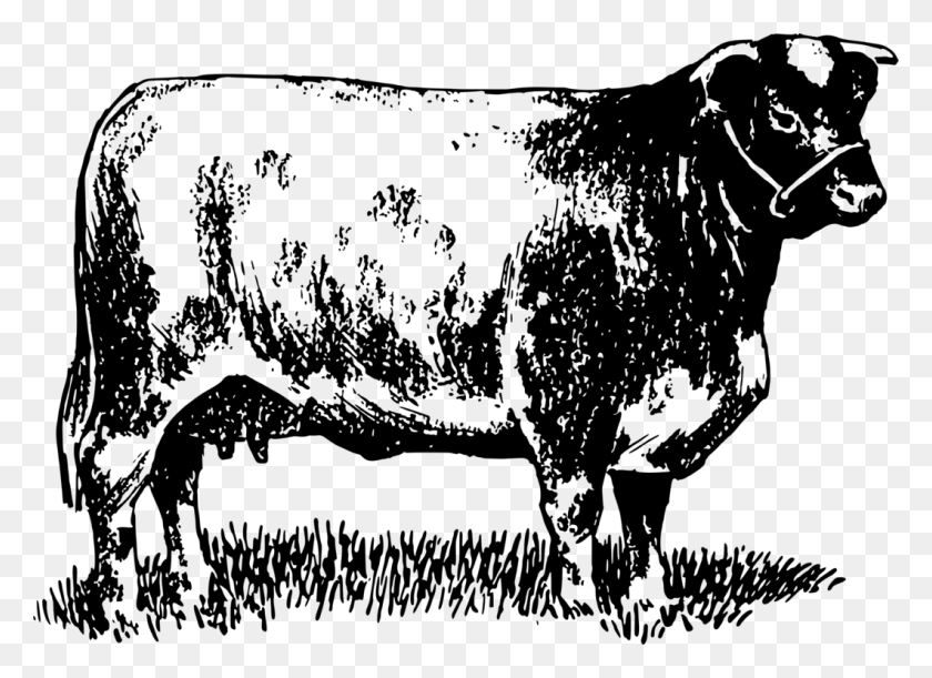 1060x750 Молочный Скот Высокогорный Скот Бык Шортхорн Говяжий Скот Молочная Корова, Серый, Мир Варкрафта Png Скачать