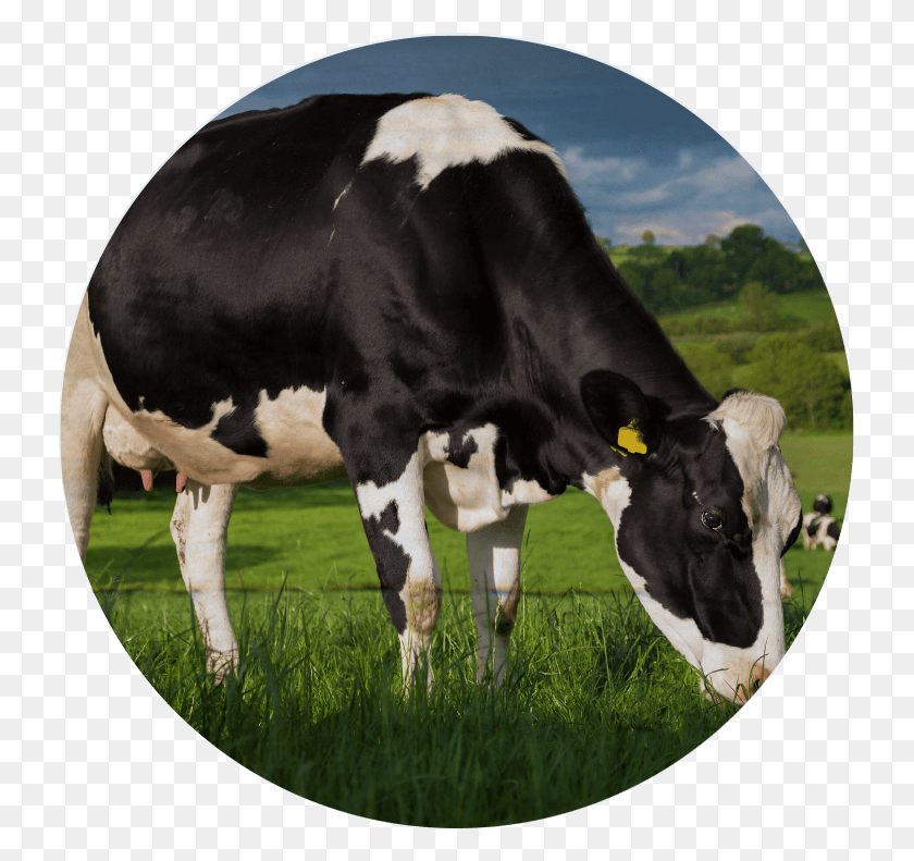 731x731 Молочная Корова, Крупный Рогатый Скот, Млекопитающее, Животное Hd Png Скачать