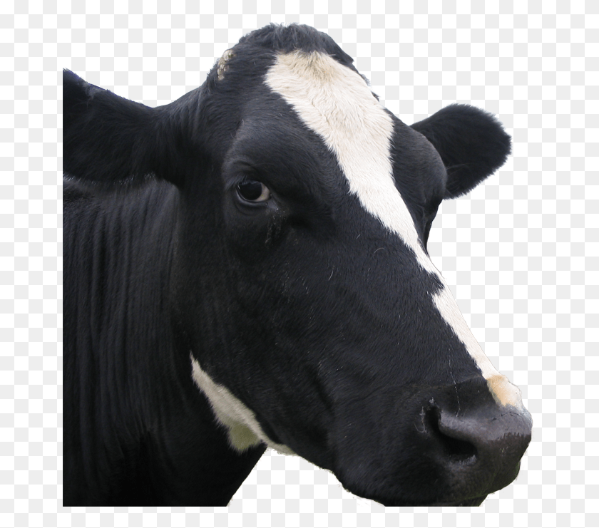 665x681 Молочная Корова, Крупный Рогатый Скот, Млекопитающее, Животное Hd Png Скачать