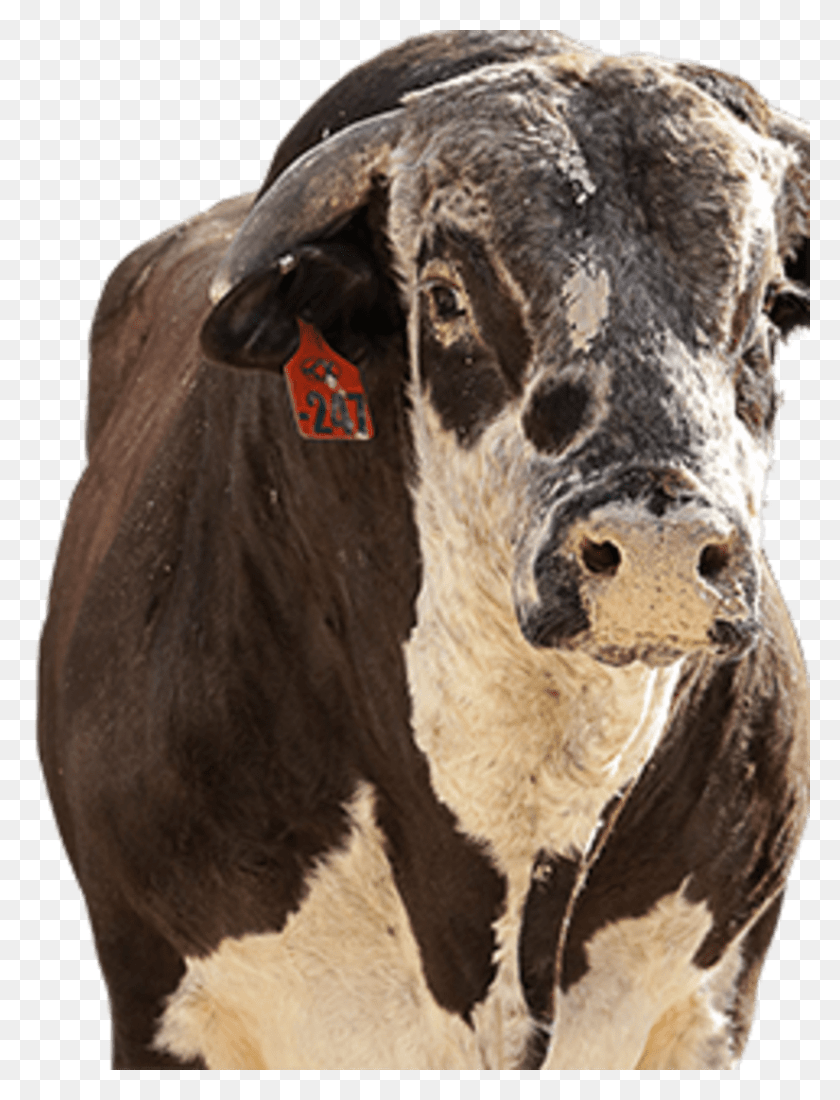 825x1100 Молочная Корова, Крупный Рогатый Скот, Млекопитающее, Животное Hd Png Скачать