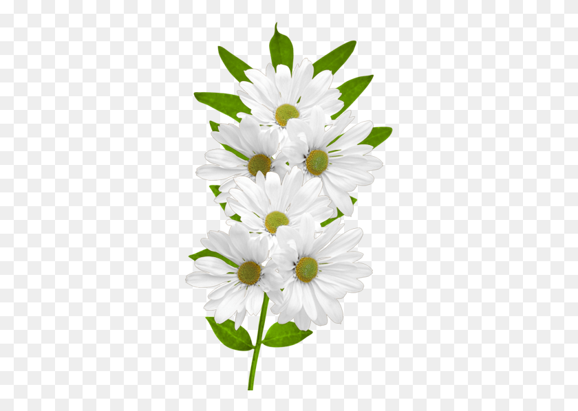 303x538 Daisies, Plant, Daisy, Flower HD PNG Download
