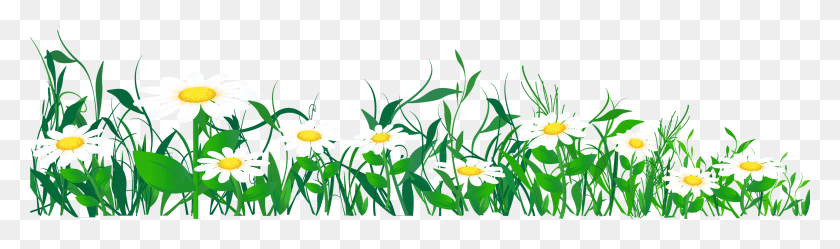 3873x941 Daisies Clipart, Plant, Daisy, Flower HD PNG Download