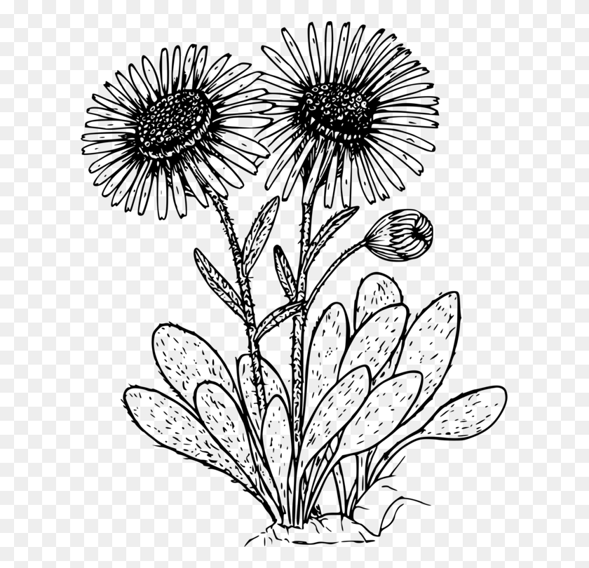 609x750 Daisies Clipart Wild Flower Daisies Clipart Black And White, Gray, World Of Warcraft HD PNG Download