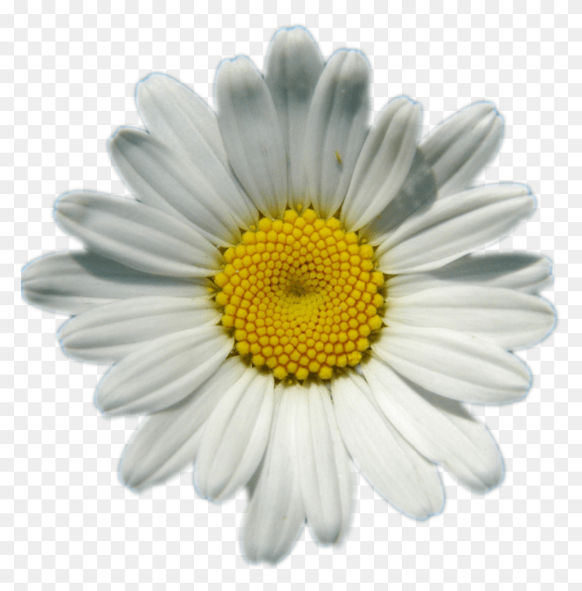 2655x2698 Daisies Image Background Transparent Background Daisy HD PNG Download