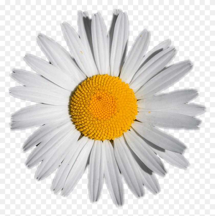 1027x1035 Daisy, Plant, Flower, Daisies HD PNG Download
