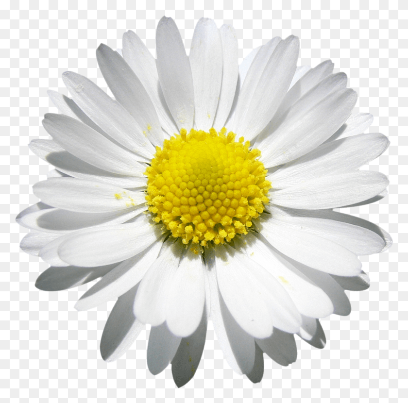 1264x1248 Daisy Beauty File Attention Only The Maximum Yellow And White Flower, Flower, Plant, Daisies HD PNG Download