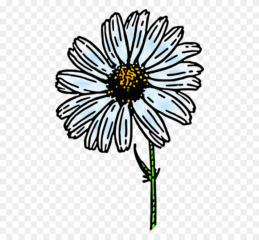 485x720 Ромашка Черно-Белая, Растение, Пыльца, Цветок Hd Png Скачать