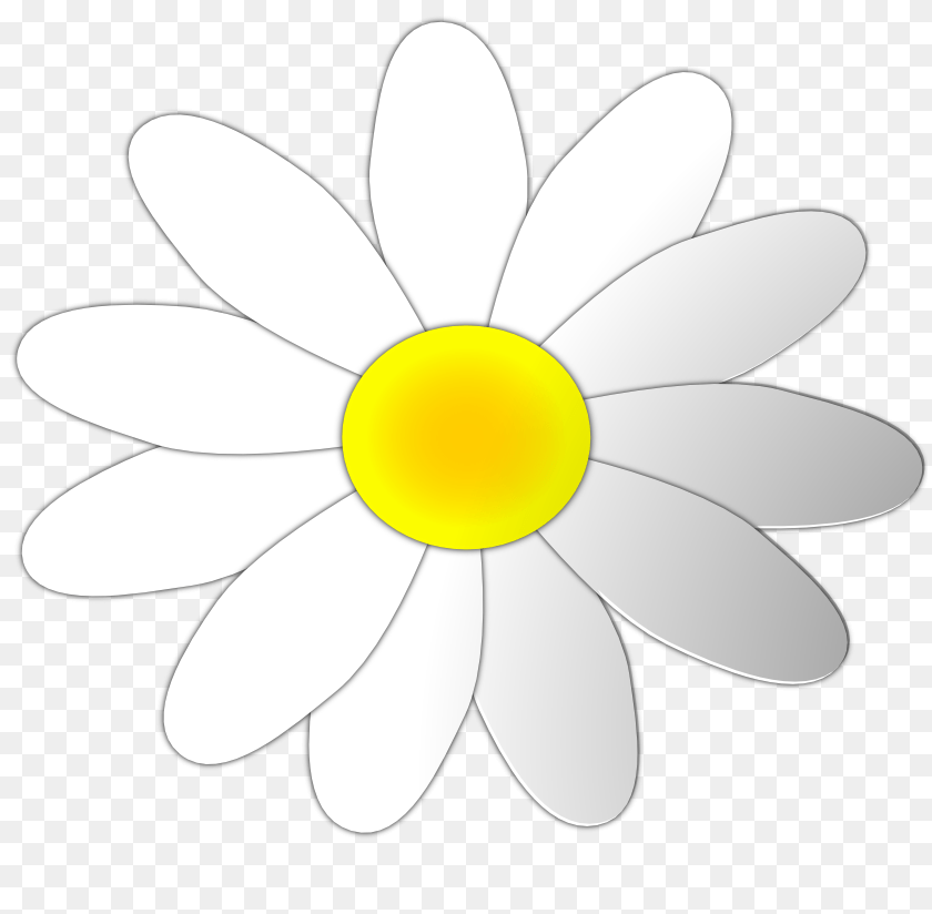 Daisy Clipart, Flower, Plant, Anemone, Petal Transparent PNG