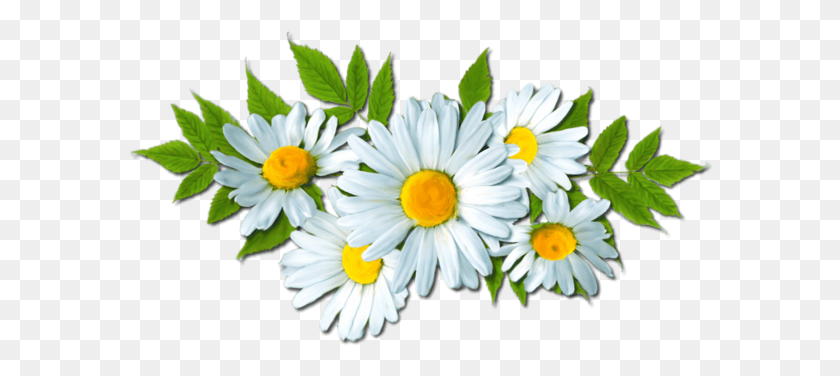 586x316 Daisy Clipart Flores Common Daisy, Plant, Flower, Daisies HD PNG Download