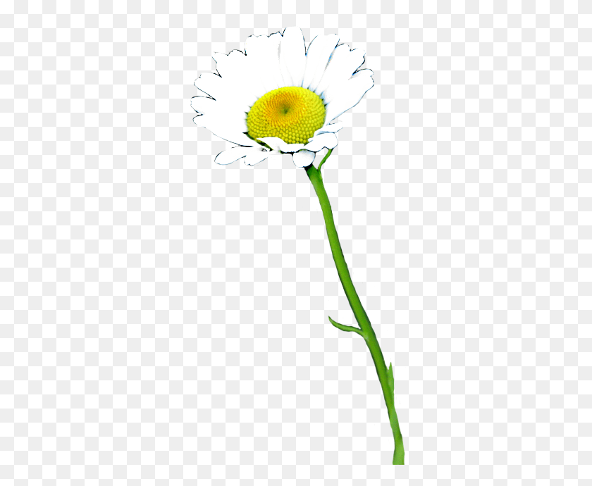 312x630 Daisy Clipart Real Real Daisy Flower, Plant, Blossom, Daisies HD PNG Download