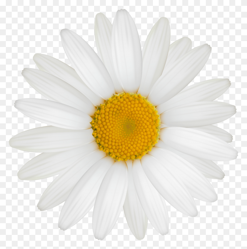 5721x5782 Daisy Daisy, Plant, Flower, Daisies HD PNG Download