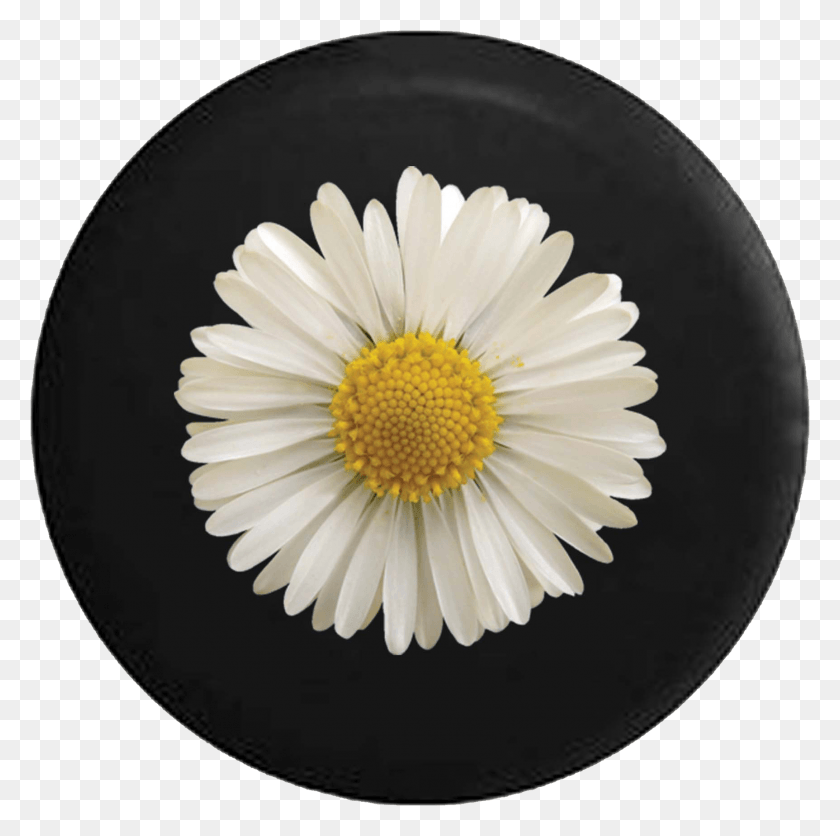 1725x1718 Daisy Flower Acetal Pom, Plant, Daisies, Blossom HD PNG Download