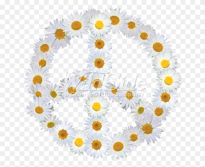 648x625 Daisy Flower Peace Sign African Daisy, Rug, Graphics HD PNG Download