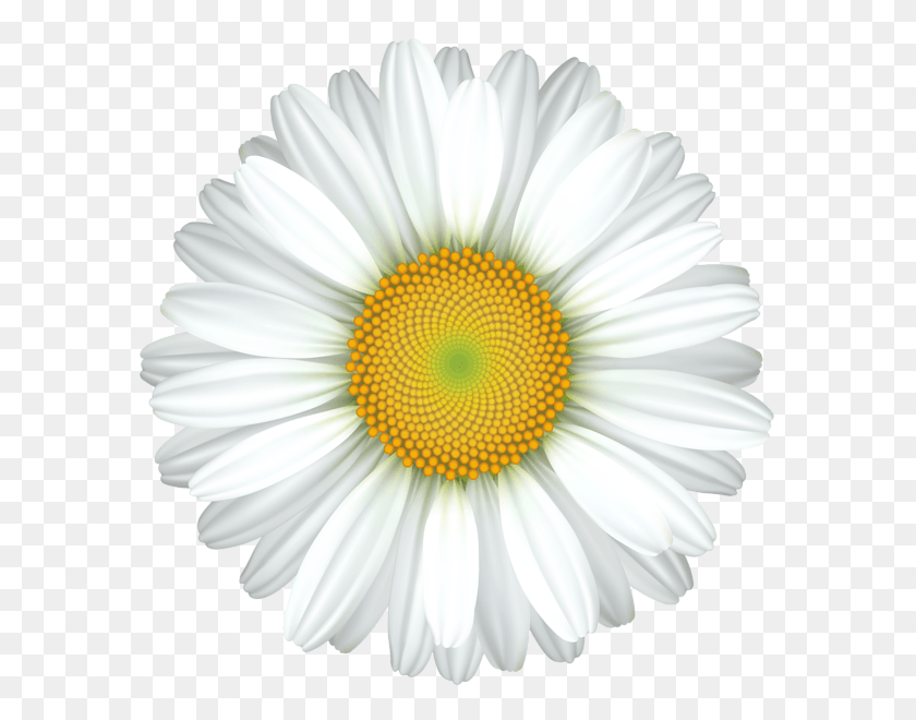 588x600 Daisy Flower Transparent Clip Art Image Clipart White Flower Transparent, Plant, Daisies, Blossom HD PNG Download