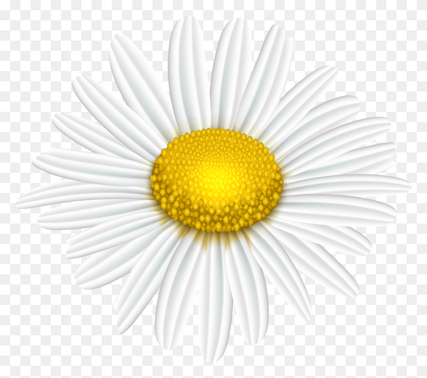 5908x5183 Daisy Flower Transparent Image Sunflower Kansas State Flag HD PNG Download