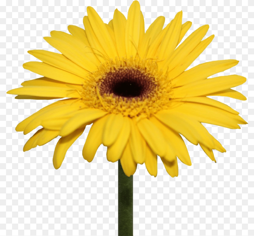 803x781 Daisy Flowers Transparent Background Yellow Gerbera Daisy, Flower, Plant, Sunflower, Petal PNG