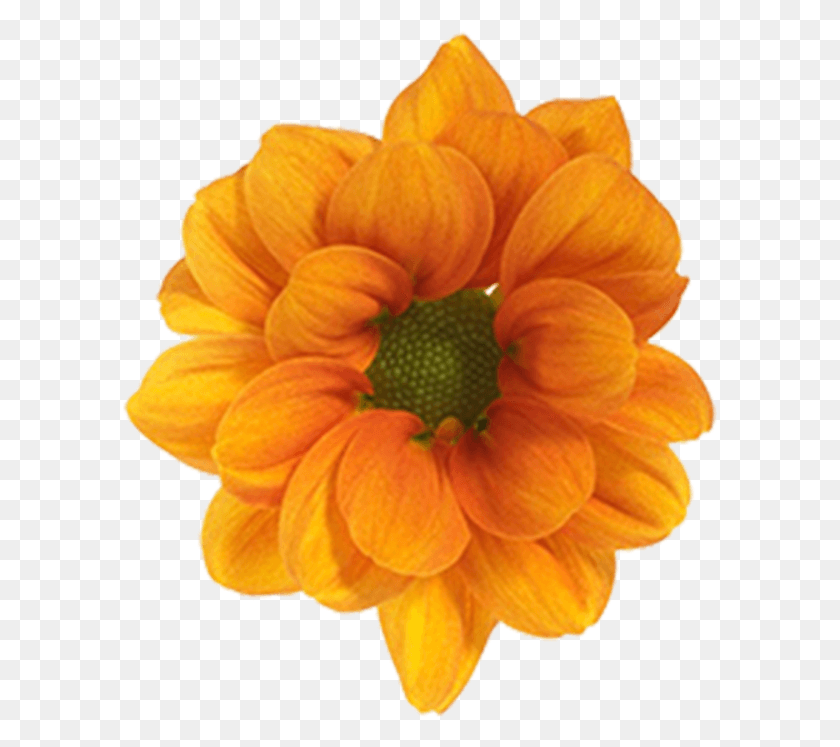 596x687 Daisy Orange Managua Daisy Orange Managua Black Eyed Susan, Dahlia, Flor, Planta Hd Png