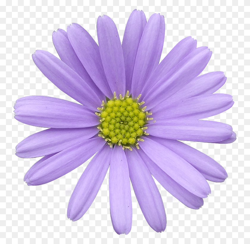 750x760 Ромашка Фиолетовое Изображение Пастельный Фиолетовый Цветок, Растение, Цветок, Ромашки Hd Png Скачать