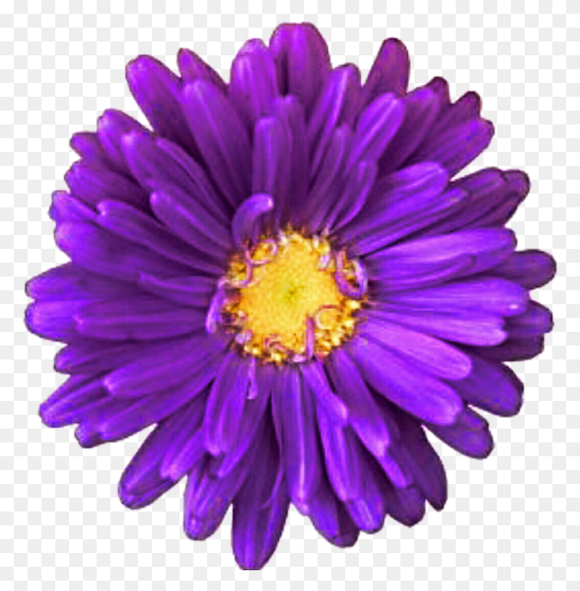 1024x1045 Descargar Png Margarita Púrpura Imagen Transparente Flor Púrpura Sobre Fondo Transparente, Planta, Aster, Flor Hd Png