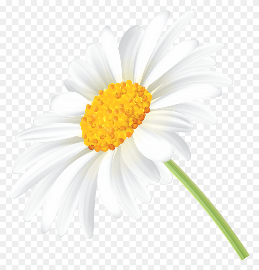 5670x5925 Daisy Transparent Clip Art Image Oxeye Daisy HD PNG Download