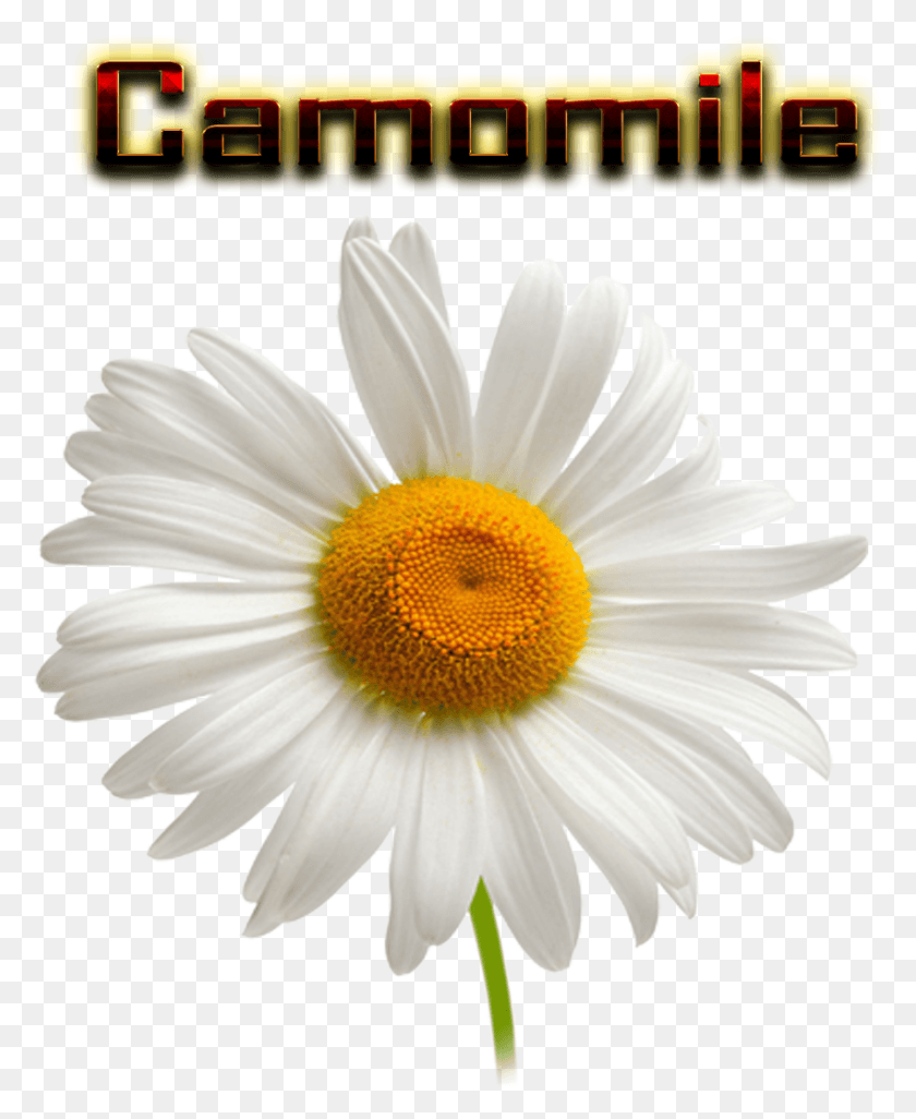 850x1053 Daisy With Invisible Background, Plant, Flower, Daisies HD PNG Download