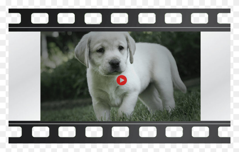 988x600 Dalmatian Dog Price In Bangalore, Pet, Canine, Animal HD PNG Download