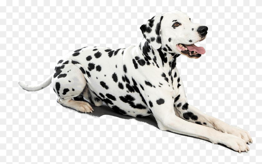877x524 Dalmatian Dog Sitting Dalmatian Dog, Pet, Animal, Canine HD PNG Download