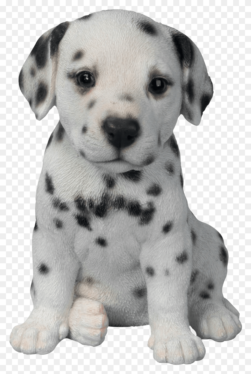 1126x1719 Dalmatian Puppy, Dog, Pet, Canine HD PNG Download