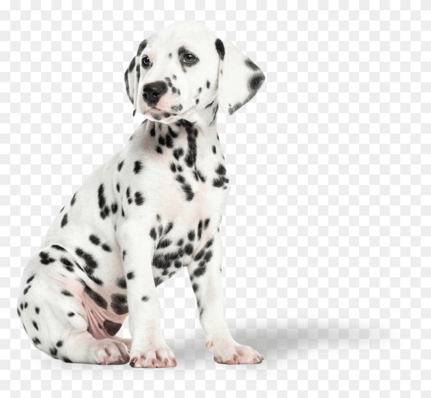 786x721 Dalmation Puppy Dalmatian Puppy, Dog, Pet, Canine HD PNG Download