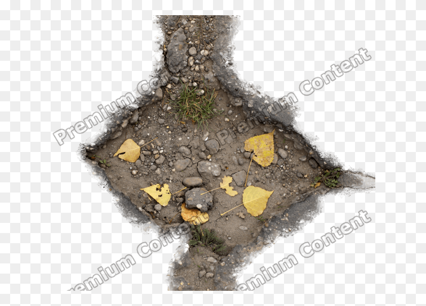 640x544 Наклейки На Повреждение Chlorophyta, Дерево, Растение, Лист Hd Png Скачать