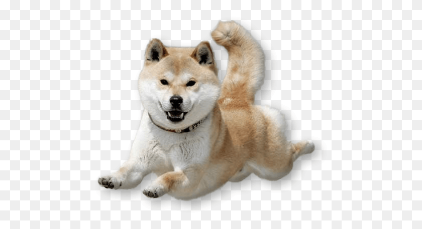 469x397 Dancing Doge Shiba Flying, Husky, Dog, Pet HD PNG Download