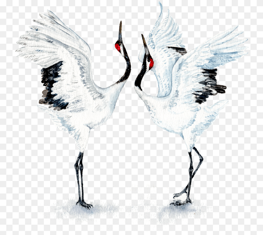 Dancing Japanese Red Crowned Crane, Animal, Bird, Crane Bird, Waterfowl Clipart PNG