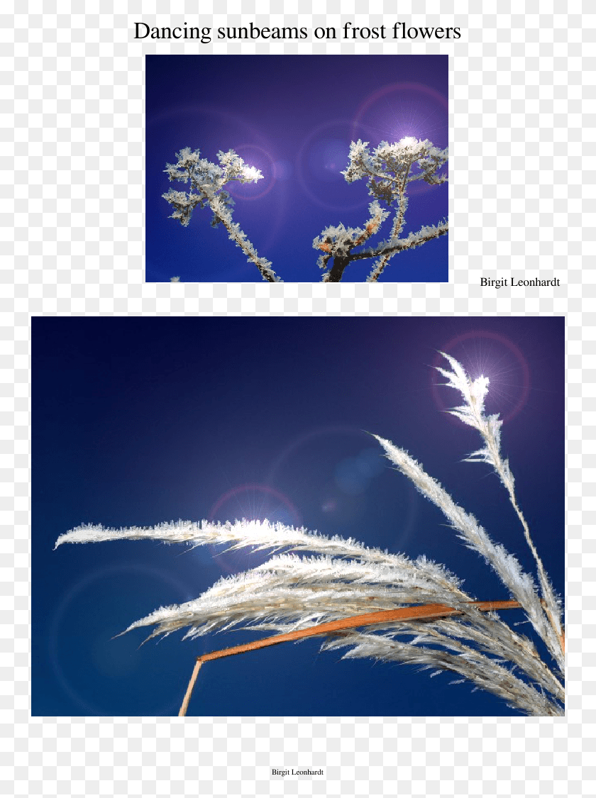 753x1065 Танцующие Солнечные Лучи На Морозных Цветах Ноты Составленный Графический Дизайн, Природа, На Открытом Воздухе, Кристалл Png Скачать