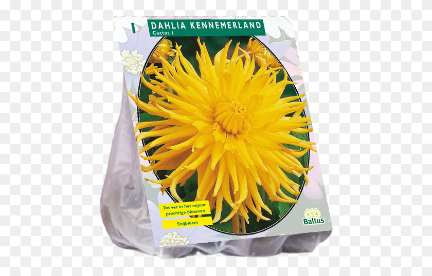 455x478 Dandelion, Plant, Flower, Blossom HD PNG Download
